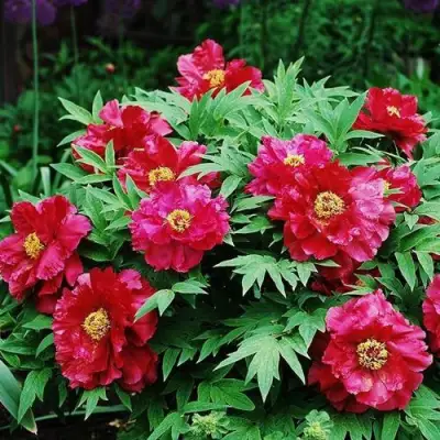 Пион КРАСНЫЙ ЛОТОС древовидный в Жодино