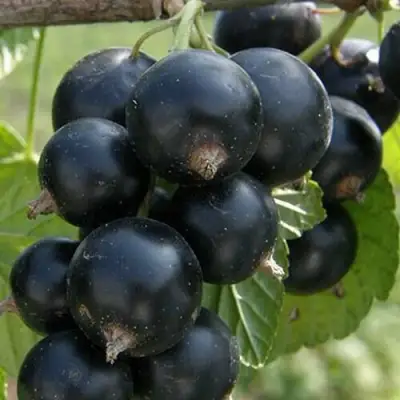 Смородина черная КЛУССОНОВСКАЯ в Жодино