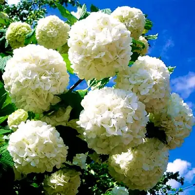 Калина БУЛЬДЕНЕЖ в Жодино