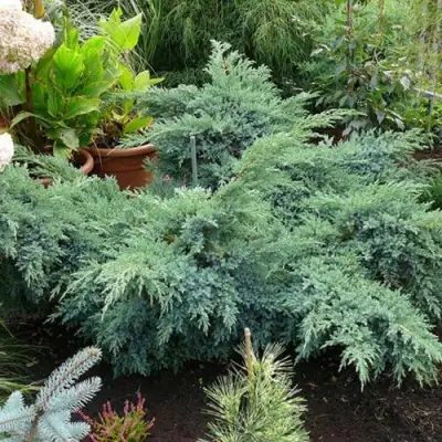 Можжевельник БЛЮ ШВЕД (СВИД) чешуйчатый в Жодино