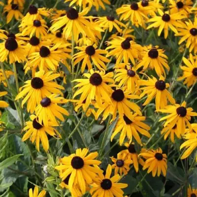 Рудбекия блестящая в Жодино