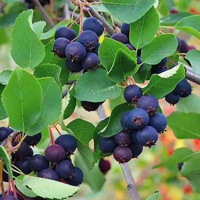 Ирга THIESSEN в Жодино