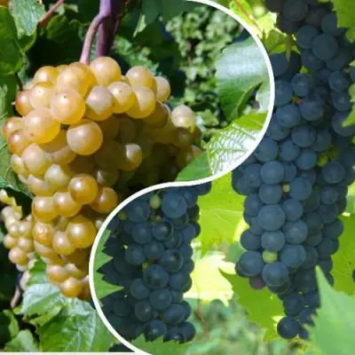 Комплект ИНЬ-ЯНЬ в Жодино