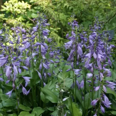 Хоста ГАРРИ ВАН ТРИЕР в Жодино