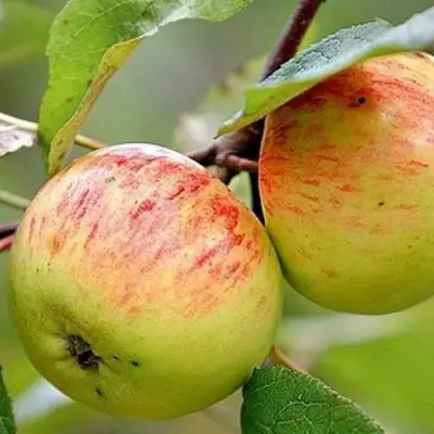 Яблоня РАНЕТКА (КОРОБОВКА) в Жодино