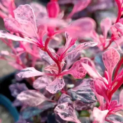 Барбарис РОУЗ ГЛОУ тунберга в Жодино