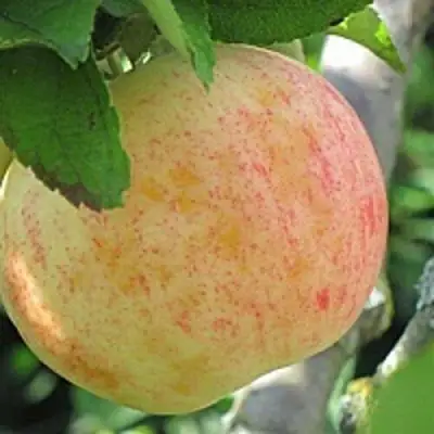 Яблоня ЛЕТНЕЕ СЛАДКОЕ в Жодино