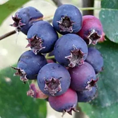 Ирга SLEYT в Жодино