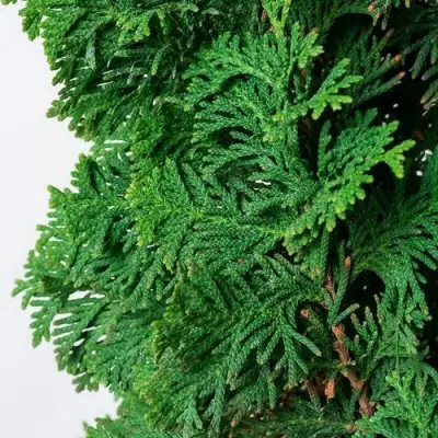 Туя СПИРАЛИС западная в Жодино