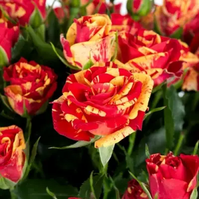 Роза ФАЙЕР ФЛЕШ спрей в Жодино