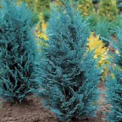 Кипарисовик ВАН ПЕЛЬТС БЛЮ лавсона в Жодино