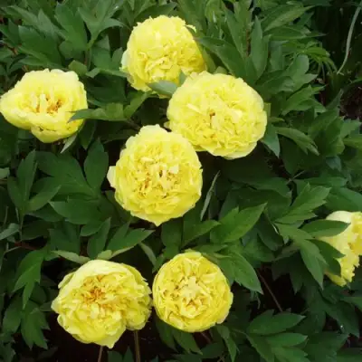 Пион ЗОЛОТАЯ КОРОНА древовидный в Жодино