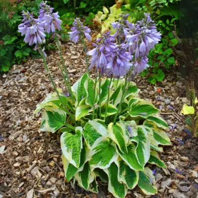 Хоста АУРЕОМАРГИНАТА в Жодино