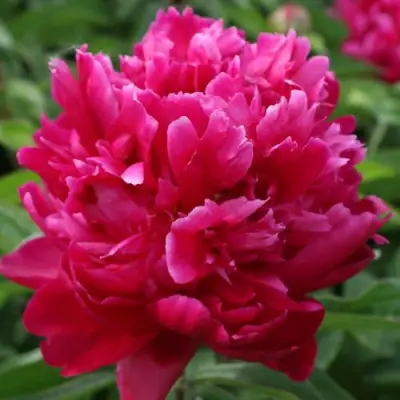 Пион ПЕСНЬ ВЕТРА травянистый в Жодино