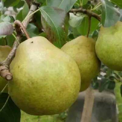 Груша ПЛАТОНОВСКАЯ в Жодино