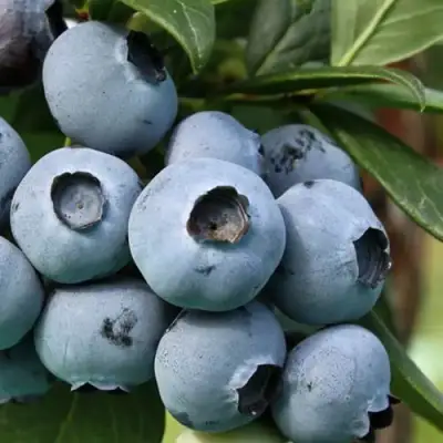 Голубика НЕЛЬСОН в Жодино