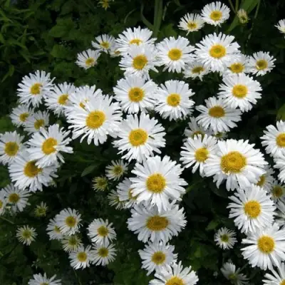 Астра АЛЬБУС альпийская в Жодино