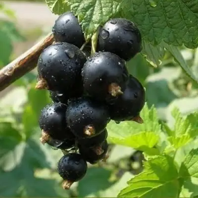 Смородина черная ПИГМЕЙ в Жодино