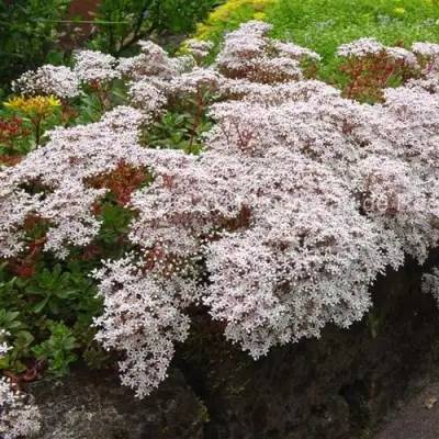 Очиток (седум) МУРАЛЕ белый в Жодино