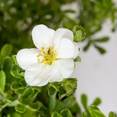 Лапчатка СНОУБЕРД кустарниковая в Жодино