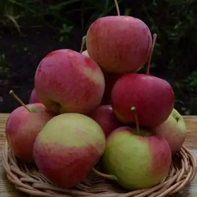 Яблоня РОДНИКОВАЯ в Жодино