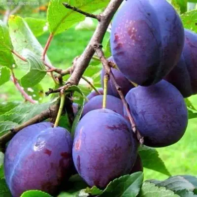 Слива ВЕНГЕРКА БЕЛОРУССКАЯ в Жодино