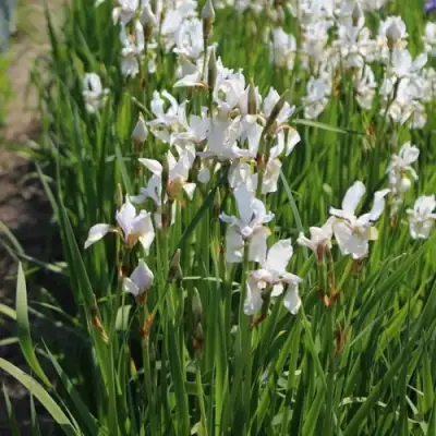 Ирис АЛЬБА сибирский в Жодино