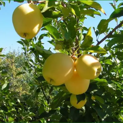 Яблоня ГОЛДЕН МИЛЛЕНИУМ в Жодино