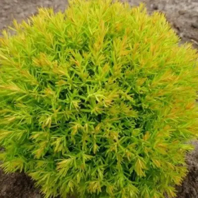 Туя АННИЕК западная в Жодино