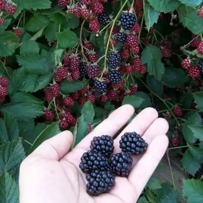 Ежевика ОРКАН бесшипная  в Жодино