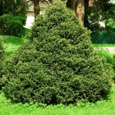 Ель ОЛЕНДОРФИ обыкновенная в Жодино