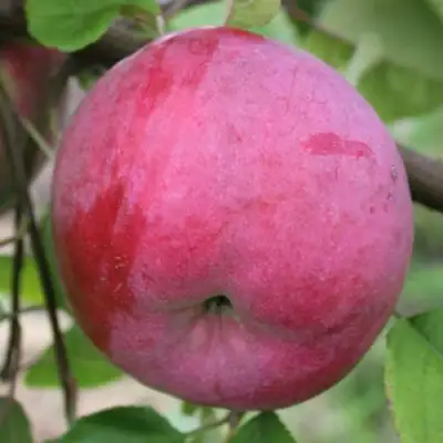 Яблоня БРЯНСКОЕ РОЗОВОЕ в Жодино