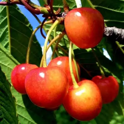 Черешня ФАТЕЖ в Жодино