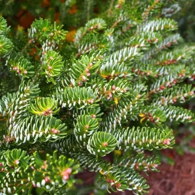 Пихта белая в Жодино