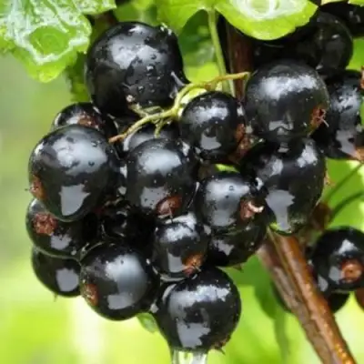 Смородина черная БЫЛИННАЯ (ВЕРНОСТЬ) в Жодино