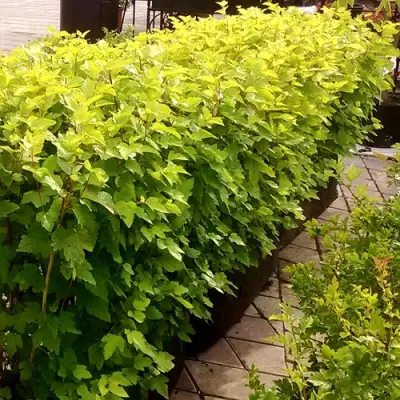 Комплект АНГЕЛ ГОЛД в Жодино