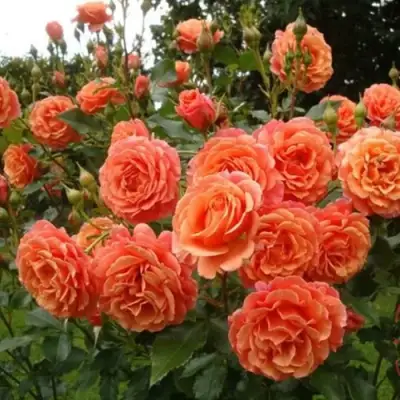 Роза БЕЛЬВЕДЕР шраб в Жодино