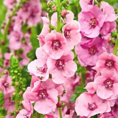Коровяк ПИНК ДОМИНО гибридный (вербаскум) в Жодино