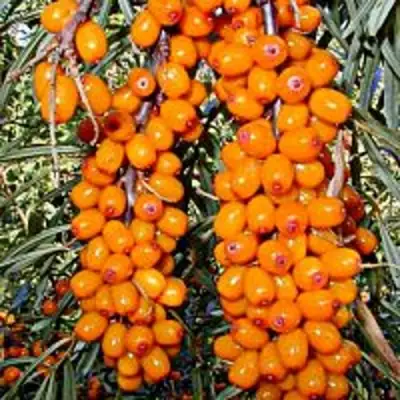 Облепиха СУДАРУШКА в Жодино