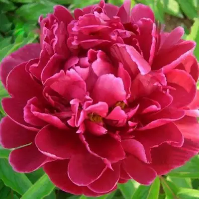 Пион КИТАЙСКИЙ ШЕЛК травянистый в Жодино