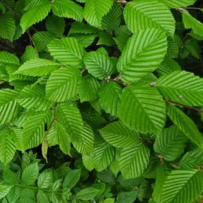 Граб  в Жодино