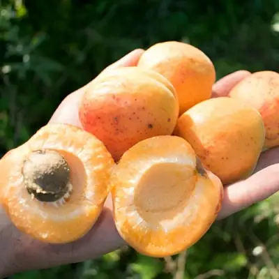 Абрикос ХАРГРАНД в Жодино