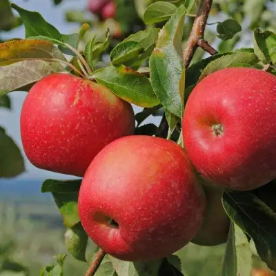Яблоня ГАЛА МАСТ в Жодино