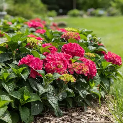 Гортензия ЭНДЛЕСС САММЕР ЛАВ крупнолистная в Жодино