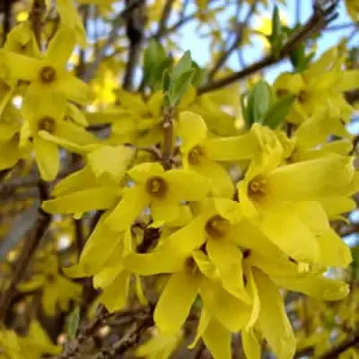 Форзиция ФОРЧУНА в Жодино