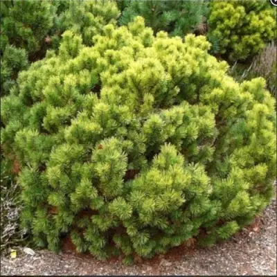 Ель ДАНС ДВАРФ обыкновення в Жодино