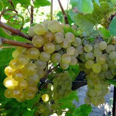 Виноград КРИСТАЛЛ в Жодино