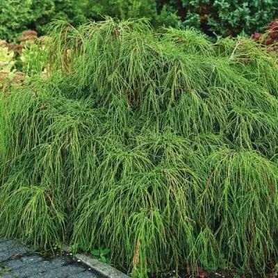 Кипарисовик ФИЛИФЕРА НАНА горохоплодный  в Жодино