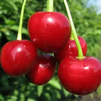 Дюк ПРЕВОСХОДНАЯ ВЕНЬЯМИНОВА в Жодино