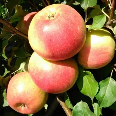 Яблоня ЭМБАССИ в Жодино